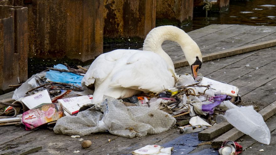 El fotógrafo que retrata cisnes comiendo de la basura y plantaciones de palma aceitera para concienciar sobre el medio ambiente