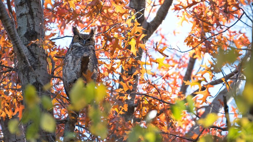 El búho blanco de Central Park, la última estrella de Nueva York en pandemia