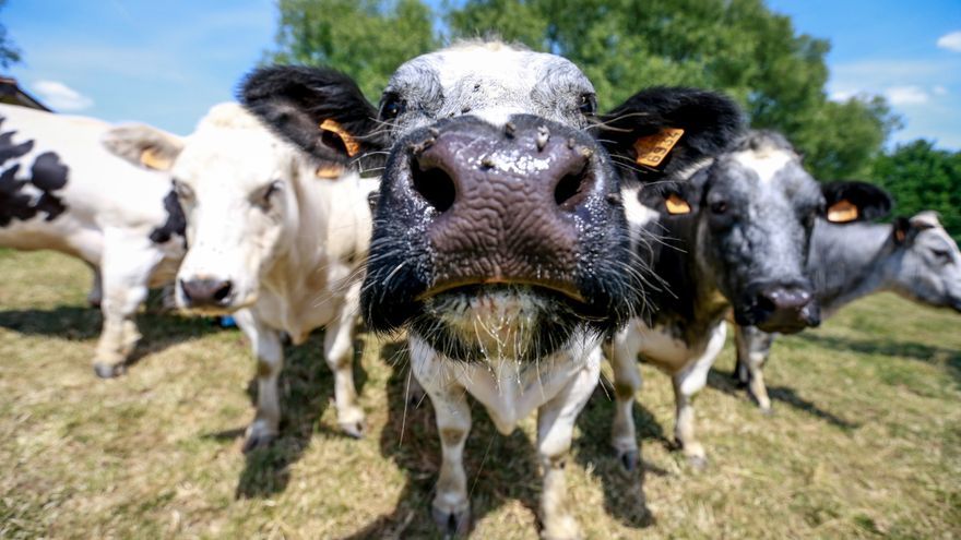 La guerra de los tres céntimos: ganaderos y supermercados vuelven a enfrentarse por el precio de la leche