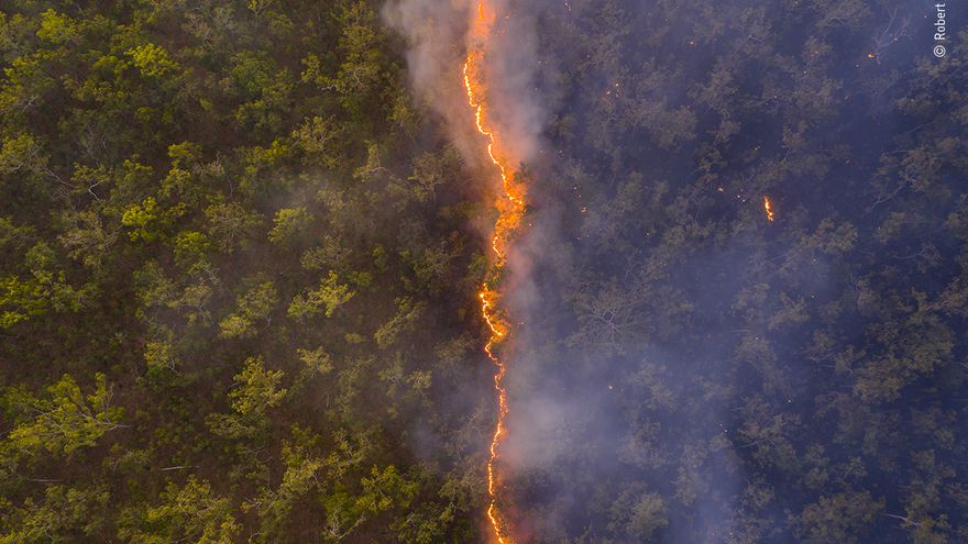 Las cicatrices del fuego en los bosques, mejor foto de naturaleza del año para el público