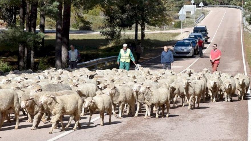 Los últimos pastores trashumantes de la provincia de Cuenca