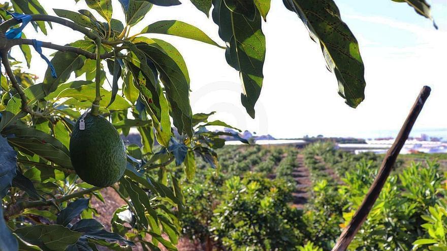 El aguacate ya no es el 