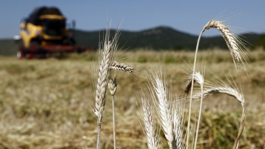 Las amenazas que mantienen la presión sobre el precio de los alimentos: La Niña, la falta de cereales y los fertilizantes