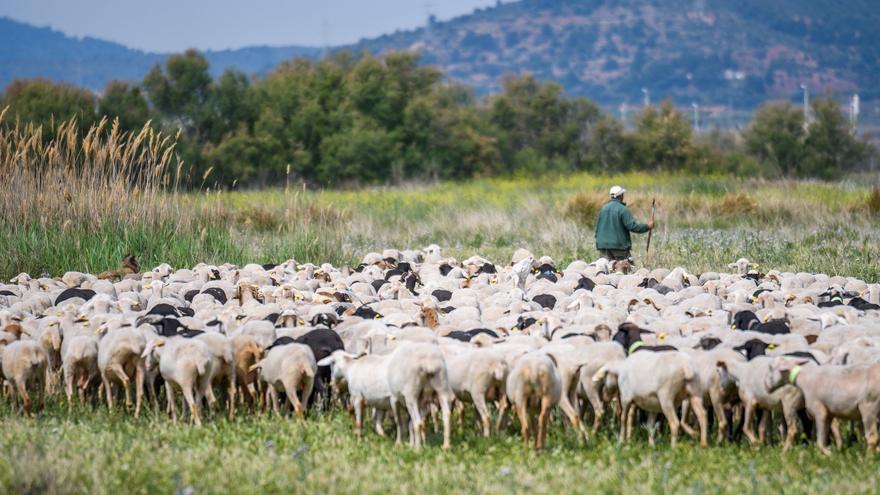 Castilla-La Mancha flexibiliza la inmovilización del ganado y permite el traslado a mataderos de toda España