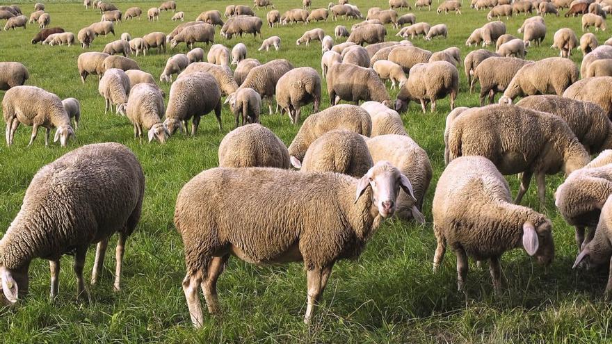 El ministro Planas asegura que ya hay 26 focos de viruela ovina contabilizados en Castilla-La Mancha y Andalucía