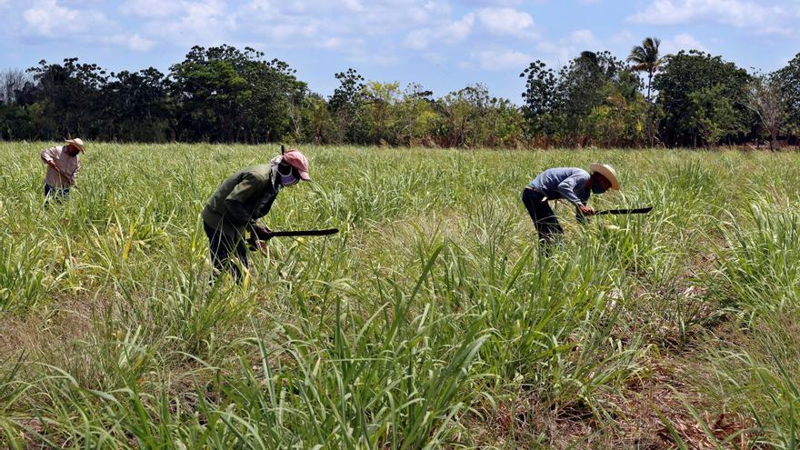 Por qué el azúcar puede estropear los intentos de bajar el precio de la cesta de la compra