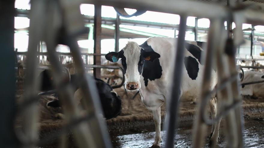 Guerra por el precio de la leche: 