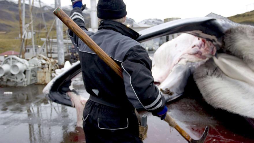 Islandia suspende dos meses la caza de ballenas porque no puede asegurar una muerte sin sufrimiento