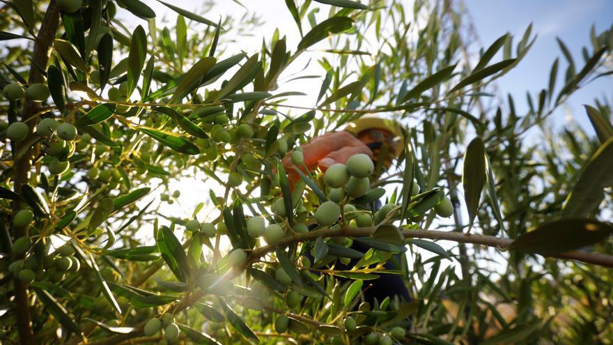 Los riesgos que acechan al aceite de oliva: cosechas menguantes, precios al alza y fusiones de empresas