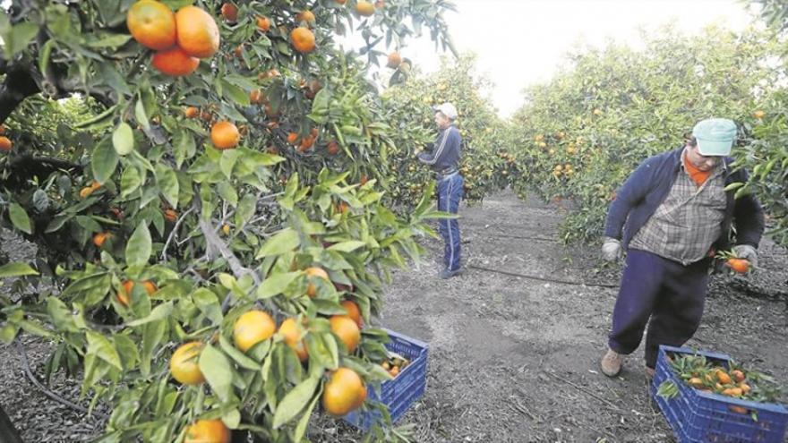 ¿Cuánto cuesta un kilo de naranjas? No, no son los 12 céntimos que dice Feijóo