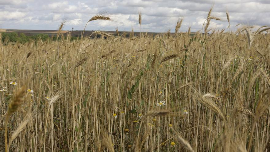 La guerra y el calor tensionan los precios de los alimentos en los mercados internacionales