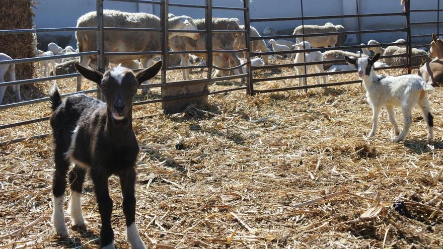 Castilla-La Mancha deroga los requerimientos a los mataderos al decaer la vigilancia por viruela ovina y caprina