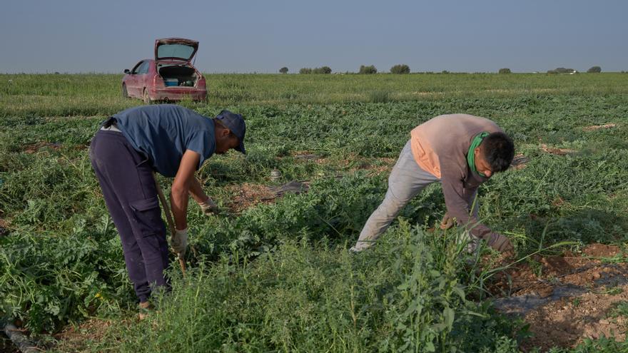 Patronales y sindicatos del sector agrario firman un acuerdo con medidas 