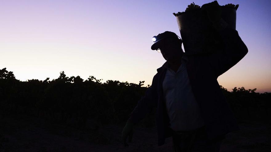 Cosechas que se adelantan y calor insoportable en el campo: 