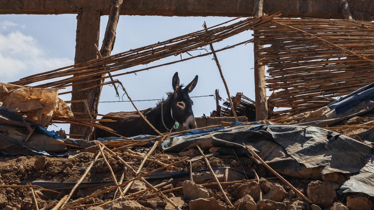 Un burro entre los escombros en la localidad de  tras el terremoto del 8 de septiembre.
