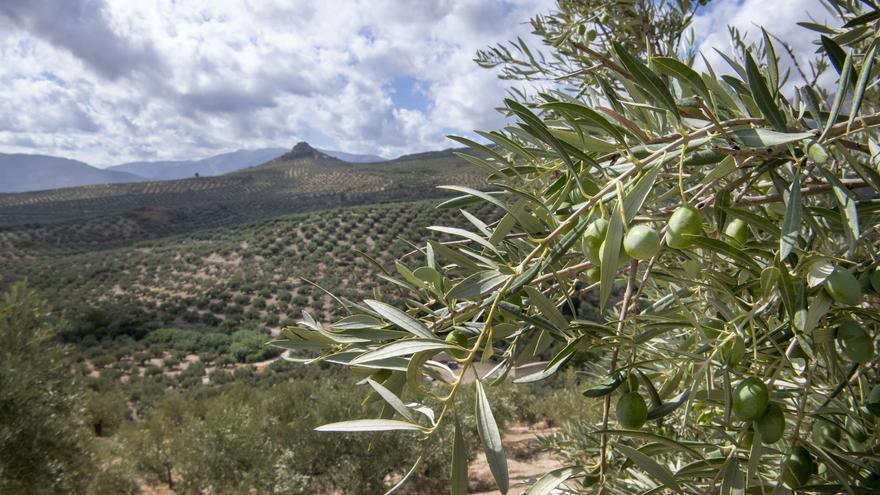 La cosecha de aceite de oliva crecerá esta campaña un 15% pero será muy inferior a la media de los últimos años