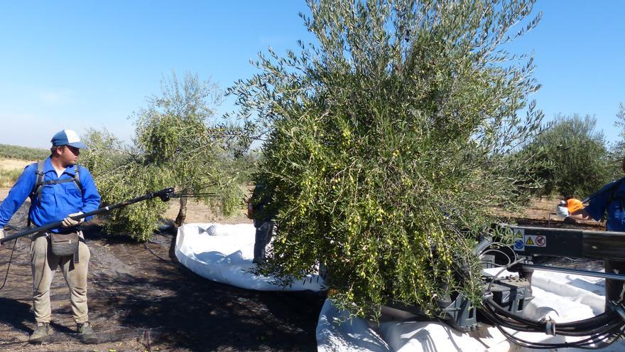 Los ladrones van al olivar: cuando robar aceitunas es más rentable que el oro