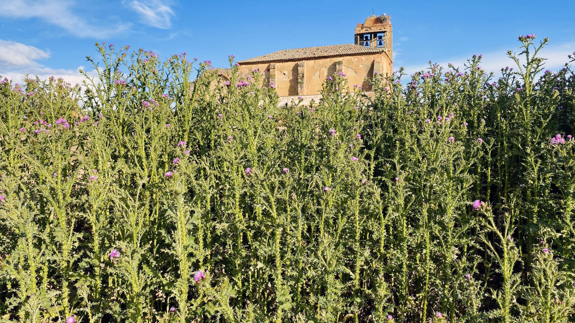 La iglesia de San Martín, cercada por la vegetación y la maleza tras las lluvias de los últimos meses