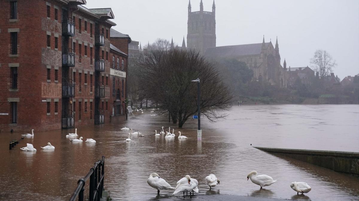 Un grupo de cisnes tras el desbordamiento del río  Severn en Worcester, en enero de 2024.