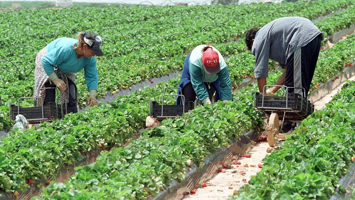 Millones de migrantes se enfrentan a la explotación en la agricultura europea