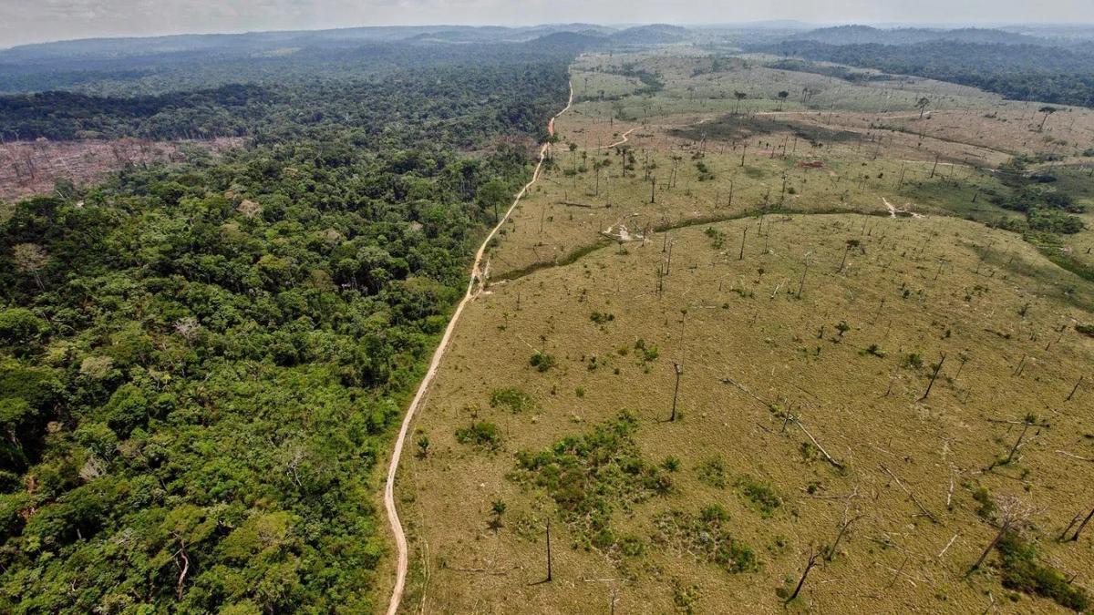 Pinza en la UE entre PP europeo, Berlín y los supermercados para retrasar la regulación contra la deforestación