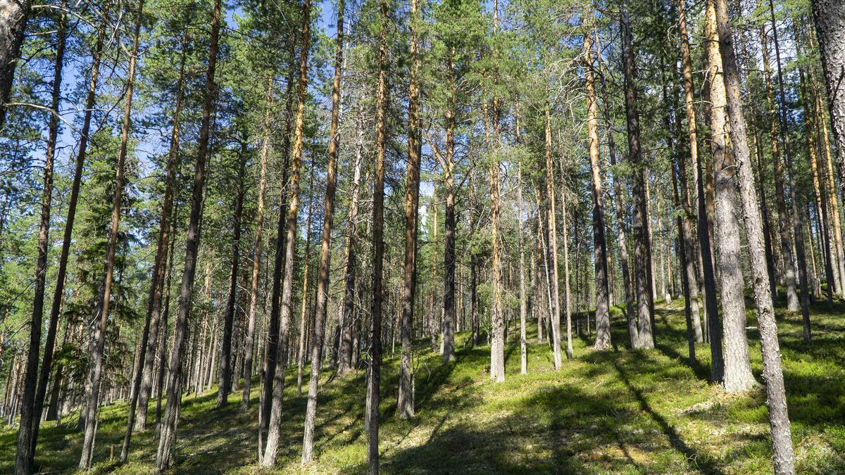 Un bosque restaurado como parte del proyecto Superb.