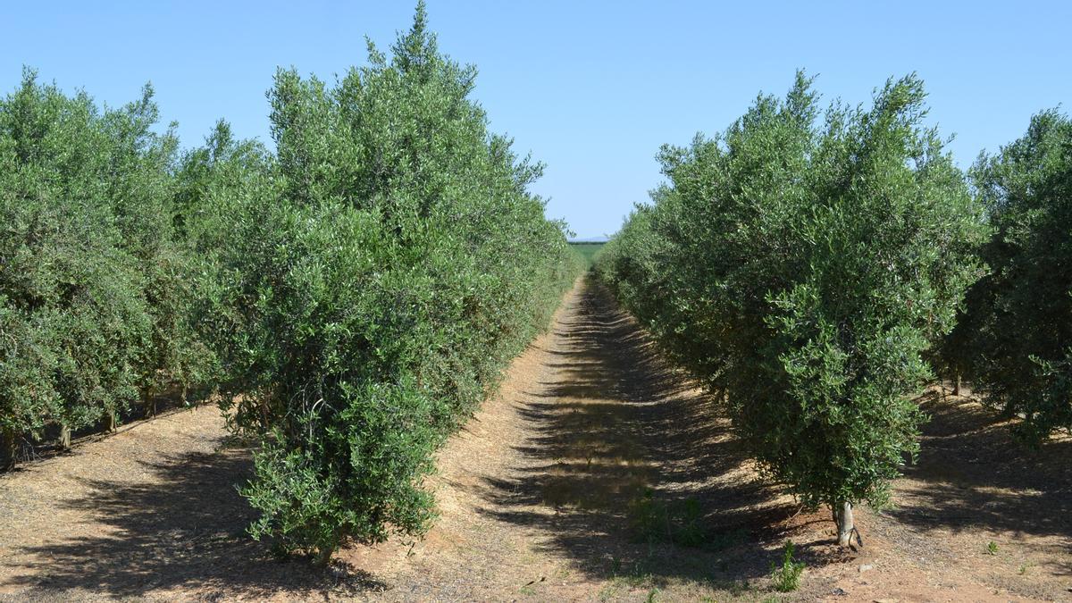 Olivar en Extremadura en una imagen de archivo.