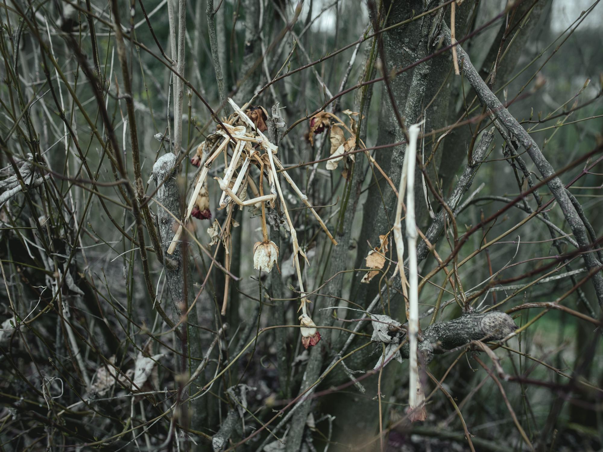 Flores marchitas en la zona en la que se arrojaron los restos incinerados de miles de prisioneros asesinados en el campo de concentración nazi de Mauthausen.